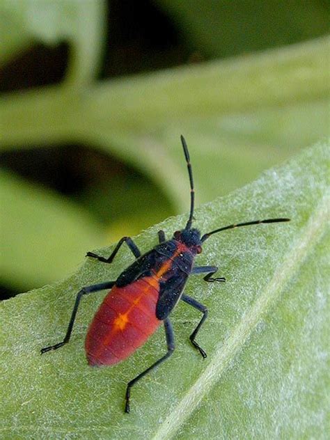 red and black weaver bugs on ohio | Red and Black bugs hanging out in flower bed - Garden Clinic ...