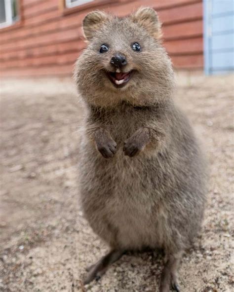 Quokka Smiling : Quokkas Are The Happiest Animals In The World | Bored ...