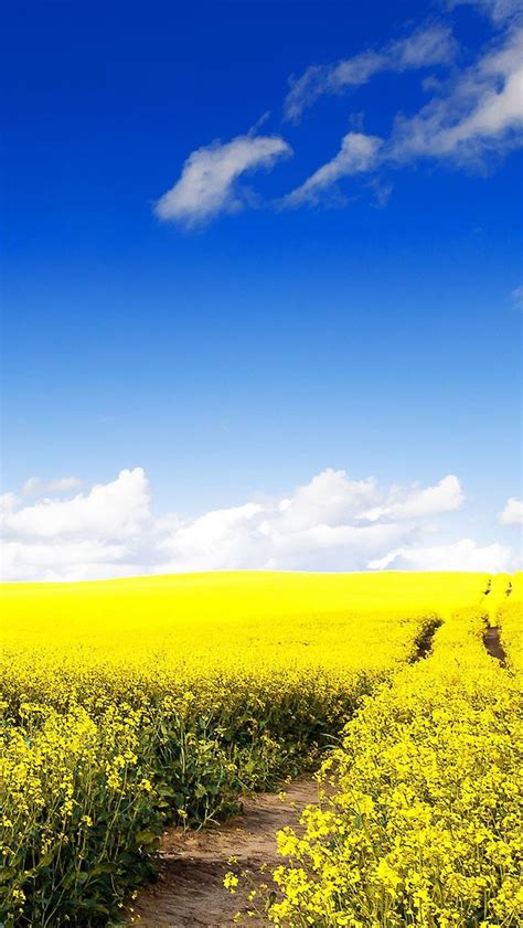 Nature Canola Flower Field iPhone 4s Wallpapers Free Download