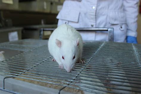 Laboratory Rats Stock Photos, Pictures & Royalty-Free Images - iStock