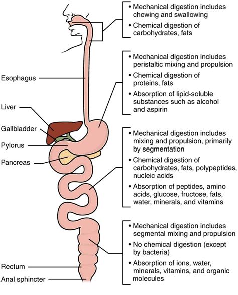 Digestion Physical Or Chemical Change Worksheets