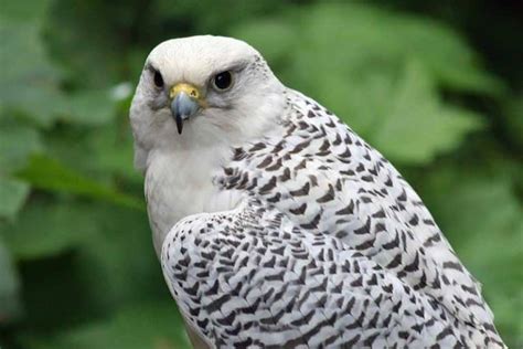 Falcons in Michigan (4 Amazing Species) - Wildlife Informer