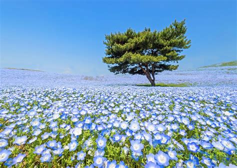 Tiny Blue Flowers Blooming in Japanese Park