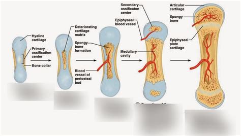 Endochondral Ossification (Bone Formation) Diagram | Quizlet