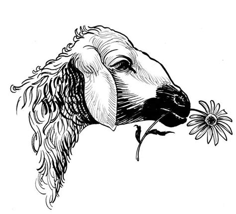 Sheep Eating Flower Stock Photos, Pictures & Royalty-Free Images - iStock