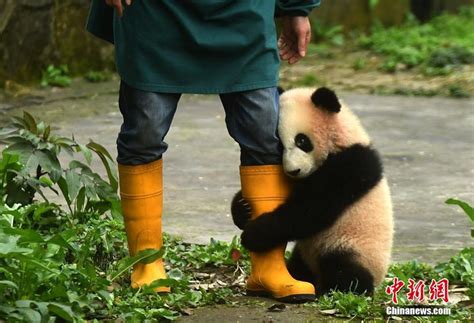 Celebrations mark naming ceremony of three panda cubs[1]- Chinadaily.com.cn