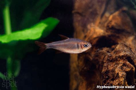 Hyphessobrycon wadai - Tropical Freshwater Fish For Sale Online