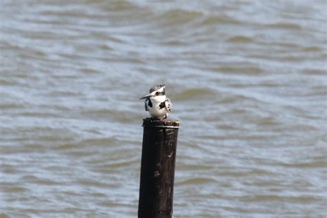 Ceryle rudis 1 | Pied kingfisher, St Lucia, KZN, South Afric… | Neil Strickland | Flickr