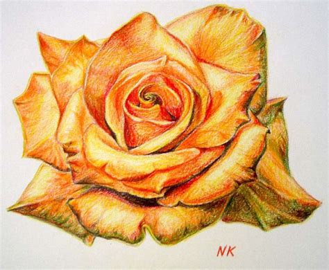 45 Beautiful Flower Drawings and Realistic Color Pencil Drawings | Flower drawing, Beautiful ...