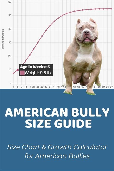 American Bully Size Guide: How Big Does an American Bully Get ...