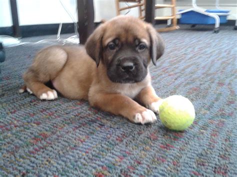 Saint Bernard Mastiff Mix Puppies