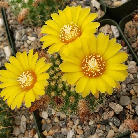 Flowering Cacti | Best Indoor Flower Plants For Beginners | POPSUGAR ...