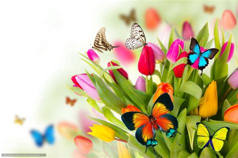 🔥 [40+] Spring Butterfly Wallpapers Desktop | WallpaperSafari