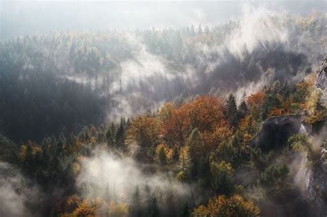 Autumn Forest in Fog and Sunlight | #desktop #wallpapers #photography # ...