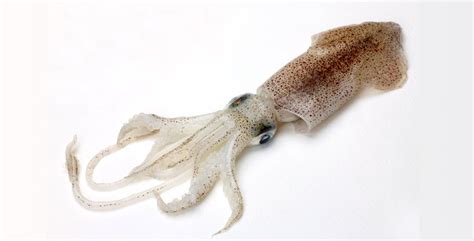 Leading Exporter of Squid- White (Loligo Duvauceli) from Ratnagiri ...