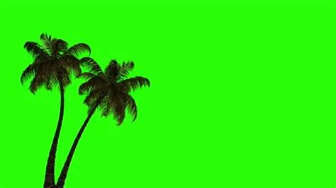 Animation of two palm trees in the wind ... | Stock Video | Pond5