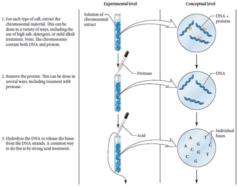 Solved: With regard to Chargaff’s experiment described in Figure 9... | Chegg.com