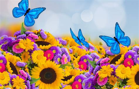 Wallpaper butterfly, sunflowers, spring, colorful, butterfly, beautiful, bokeh, asters images ...