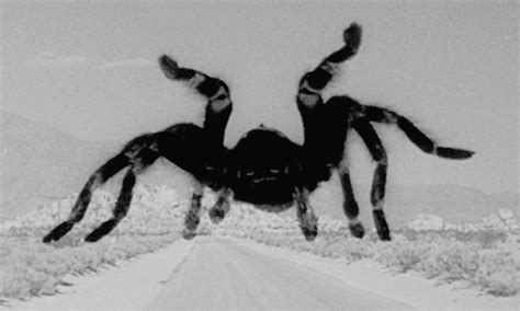 tarantula on Tumblr