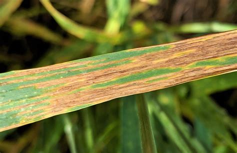 Winter Wheat Disease Update: Leaf Diseases and FHB on the Increase