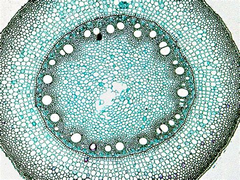 Monocot root | Textures patterns, Microscopic images, Cross section