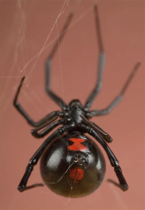 Eight strange but true spider facts | Smithsonian Institution