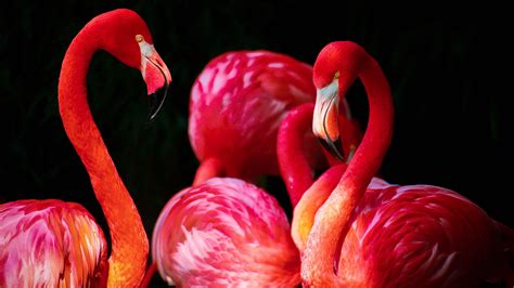 4K Flamingo Wallpapers - Top Free 4K Flamingo Backgrounds - WallpaperAccess