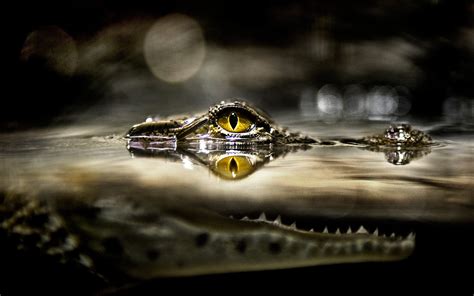 Download Animal Crocodile HD Wallpaper