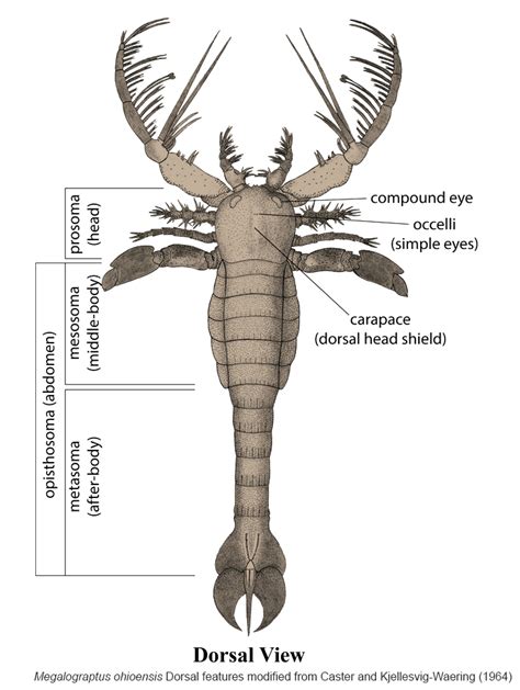 Eurypterid