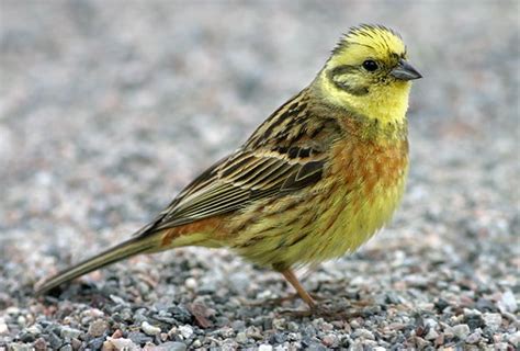 Yellowhammer - Animals World