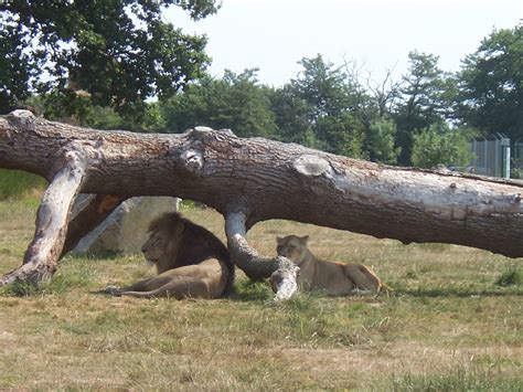 Photo animal sauvage : lion - panthera leo - Education environnement ...