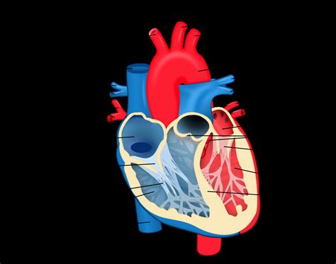 Labeled Heart Diagram - exatin.info