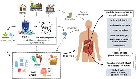 How micro(nano)plastics interact with human gut microbiota