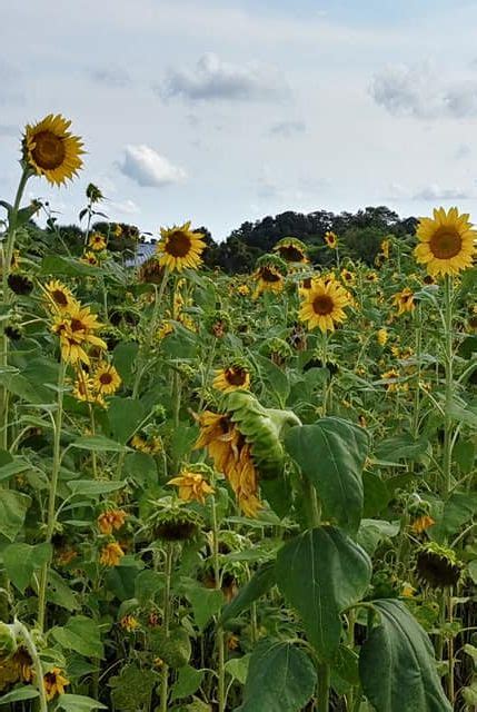 27 Best Sunflower Fields Near Me - Top Sunflower Fields & Mazes in the U.S.