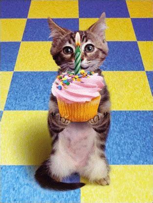 GIF happy birthday cat bam - animated GIF on GIFER - by Momand