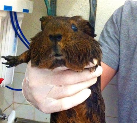 Tips for Bathing Your Guinea Pig | Guinea Pig Bath