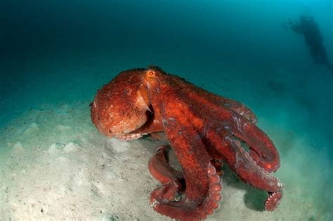 Do Giant Pacific Octopus Attack Humans? - American Oceans