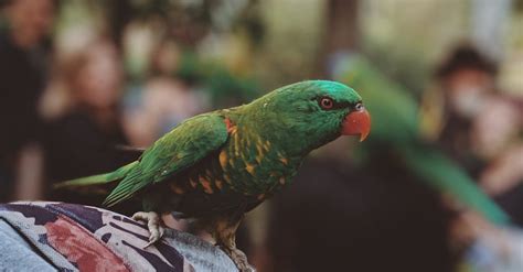 Green Parrot · Free Stock Photo