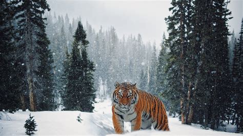 Tiger Snow Winter Wallpapers - Wallpaper Cave