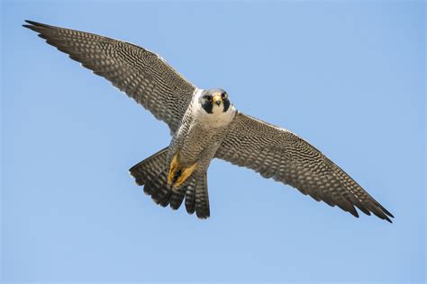 Peregrines and Partnerships | IFW Blogs