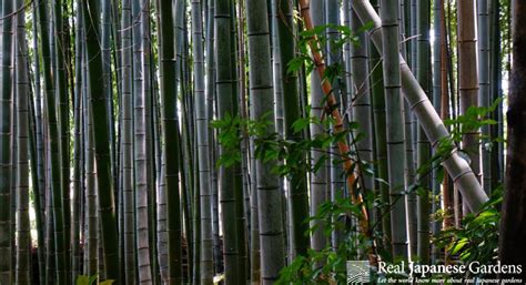 Bamboo in the Japanese garden - Real Japanese Gardens