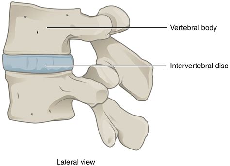 Classification Of Joints - Fibrous Joints - Cartilaginous Joints ...