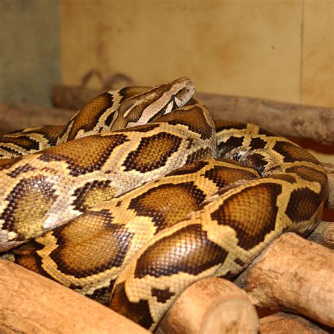 Python molurus molurus - Wikispecies
