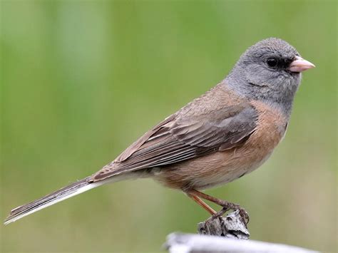 Dark-eyed Junco - NestWatch