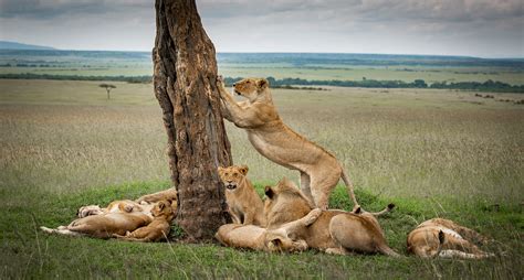 Serengeti Animals | Serengeti wildlife | Serengeti tours | Serengeti Safaris