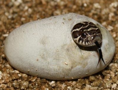 Hognose snake hatching | Snake, Hognose snake, Eggs