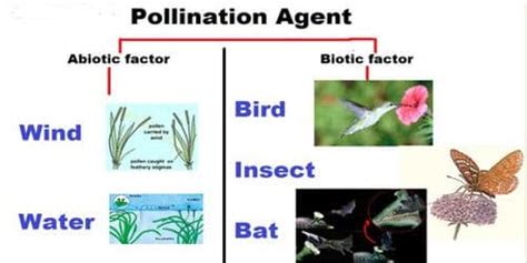 Pollinating Agents - QS Study