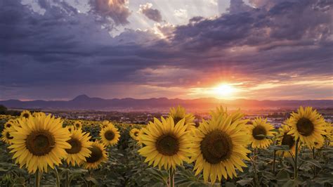 Sunflowers During Sunrise 4K HD Flowers Wallpapers | HD Wallpapers | ID ...