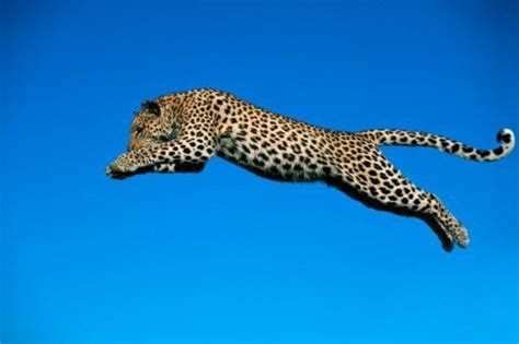 10 leopard facts! - National Geographic Kids