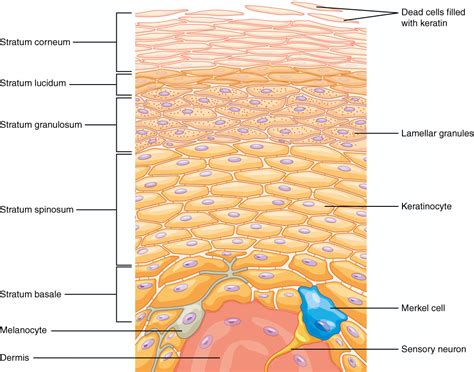 Unit 11: The Integumentary System – Douglas College Human Anatomy & Physiology I (2nd ed.)